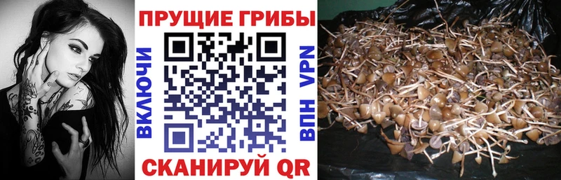 купить наркоту  Малоярославец  Галлюциногенные грибы Cubensis 